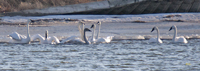 Trumpeter Swans 0997